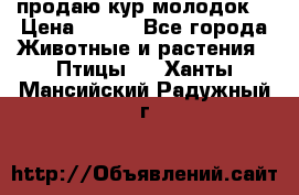 продаю кур молодок. › Цена ­ 320 - Все города Животные и растения » Птицы   . Ханты-Мансийский,Радужный г.